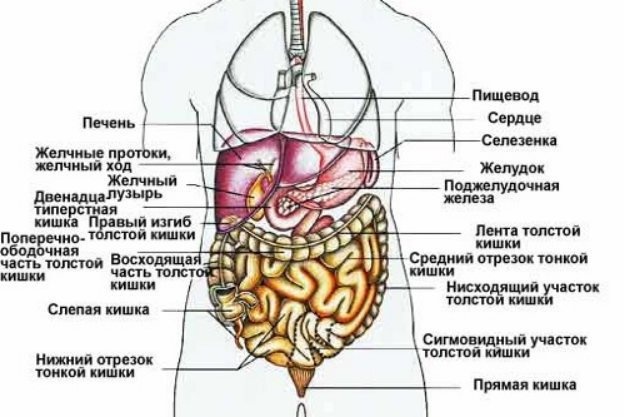 Какой орган находится под левым ребром спереди у человека фото